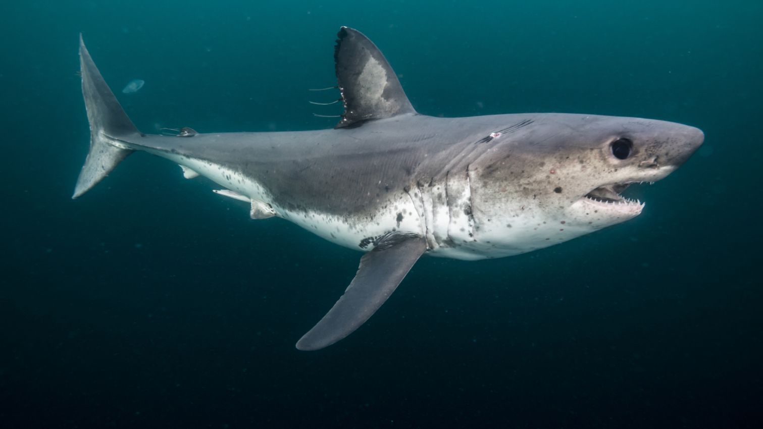 Обыкновенная сельдевая акула