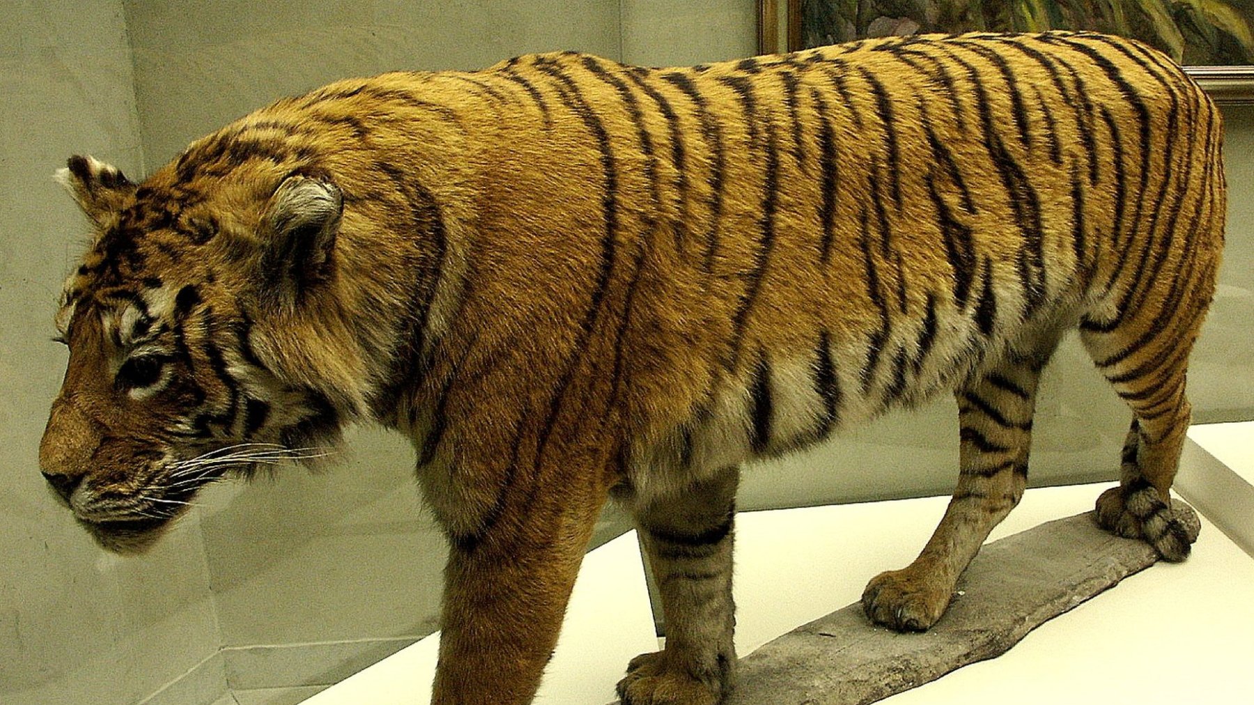 Panthera Tigris virgata