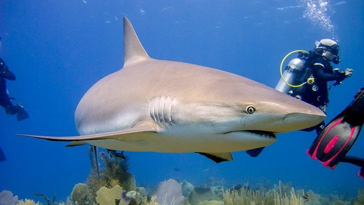 Рифовая акула фото