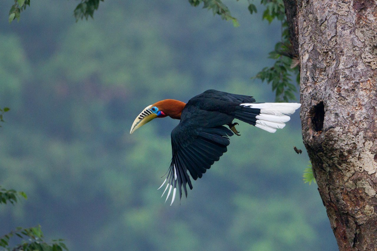 Птицы субтропических лесов
