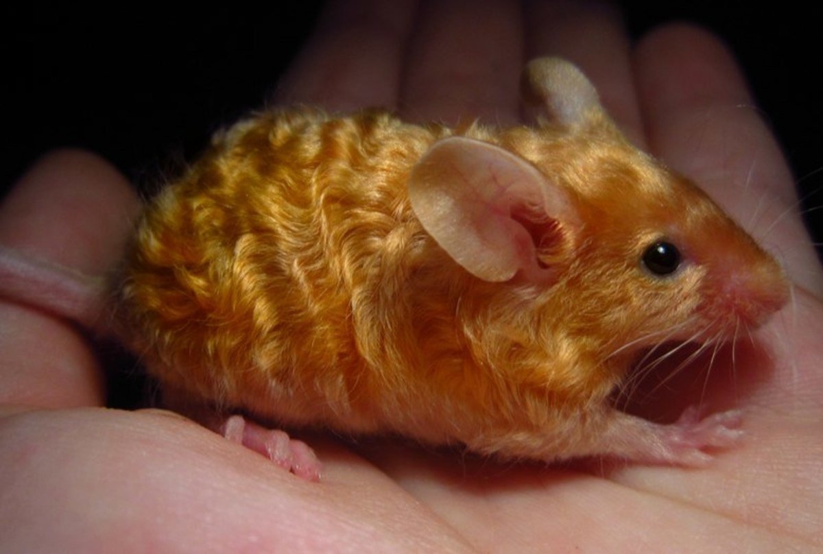 Сатиновая мышь Дамбо Золотая