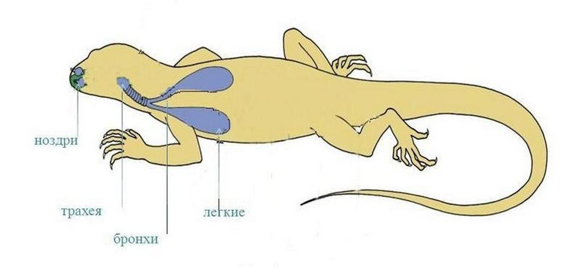 Сравните строение дыхательной системы рептилий и. Строение дыхательной системы пресмыкающихся. Дыхательная система рептилий. Строение дыхательной системы пресмыкающеик. Строение дыхательной системы рептилий.