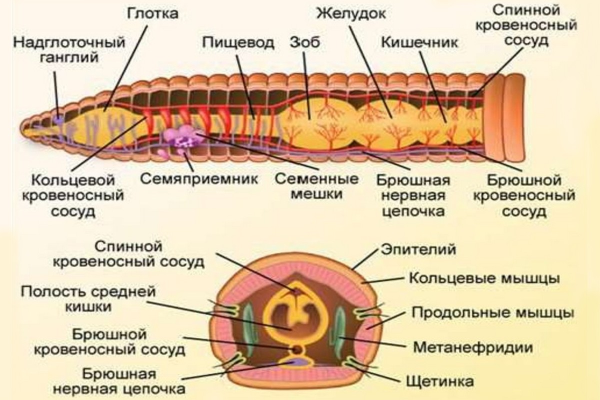 Сегмент дождевого червя. Строение малощетинковых червей червей. Строение малощетинковых кольчатых червей. Внешнее строение малощетинковых червей. Системы органов кольчатых червей.