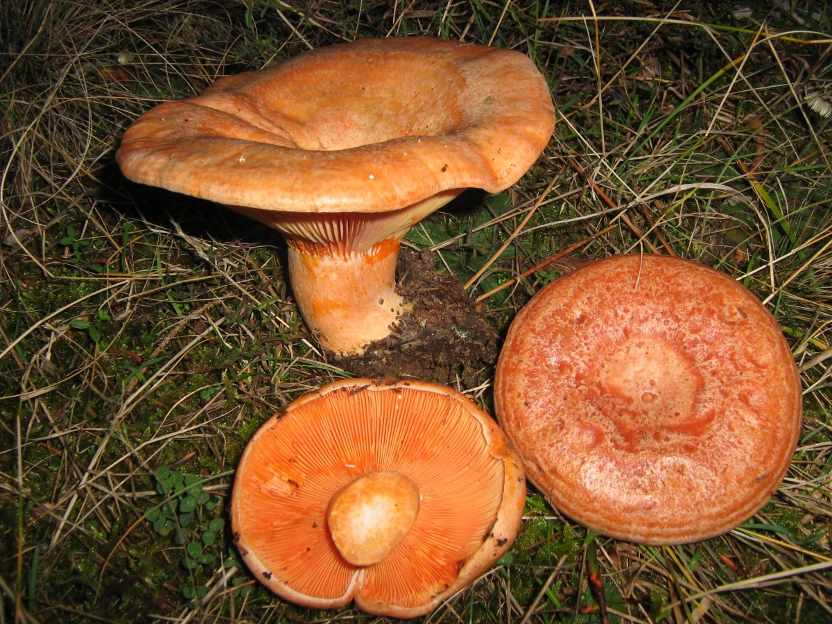 7 рыжик. Рыжики грибы. Рыжики пластинчатые грибы. Рыжик гриб съедобный. Подорешник гриб.