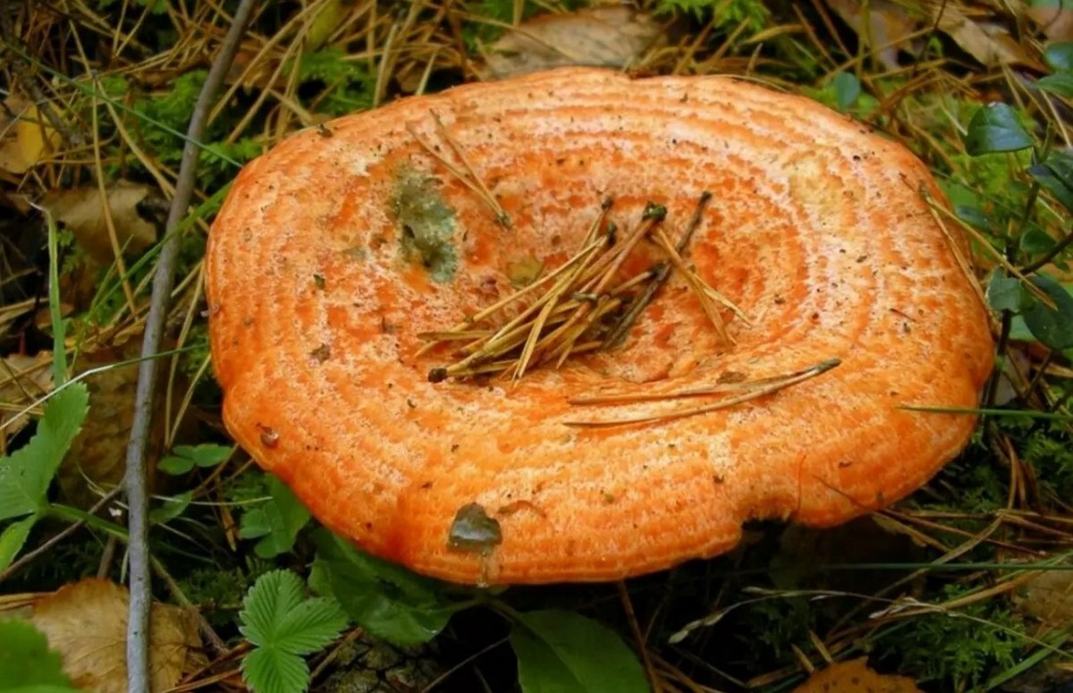 Какой гриб рыжик. Рыжик Сосновый/Боровой (Lactarius deliciosus);. Шляпочные грибы Рыжик. Гриб Рыжик Сосновый. Рыжик Боровой Сосновый.